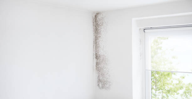 Best Mold Damage Restoration  in South Brooksville, FL